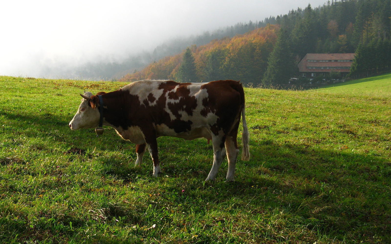 2006-10-13-Herbst-am-Schauinsl and-54