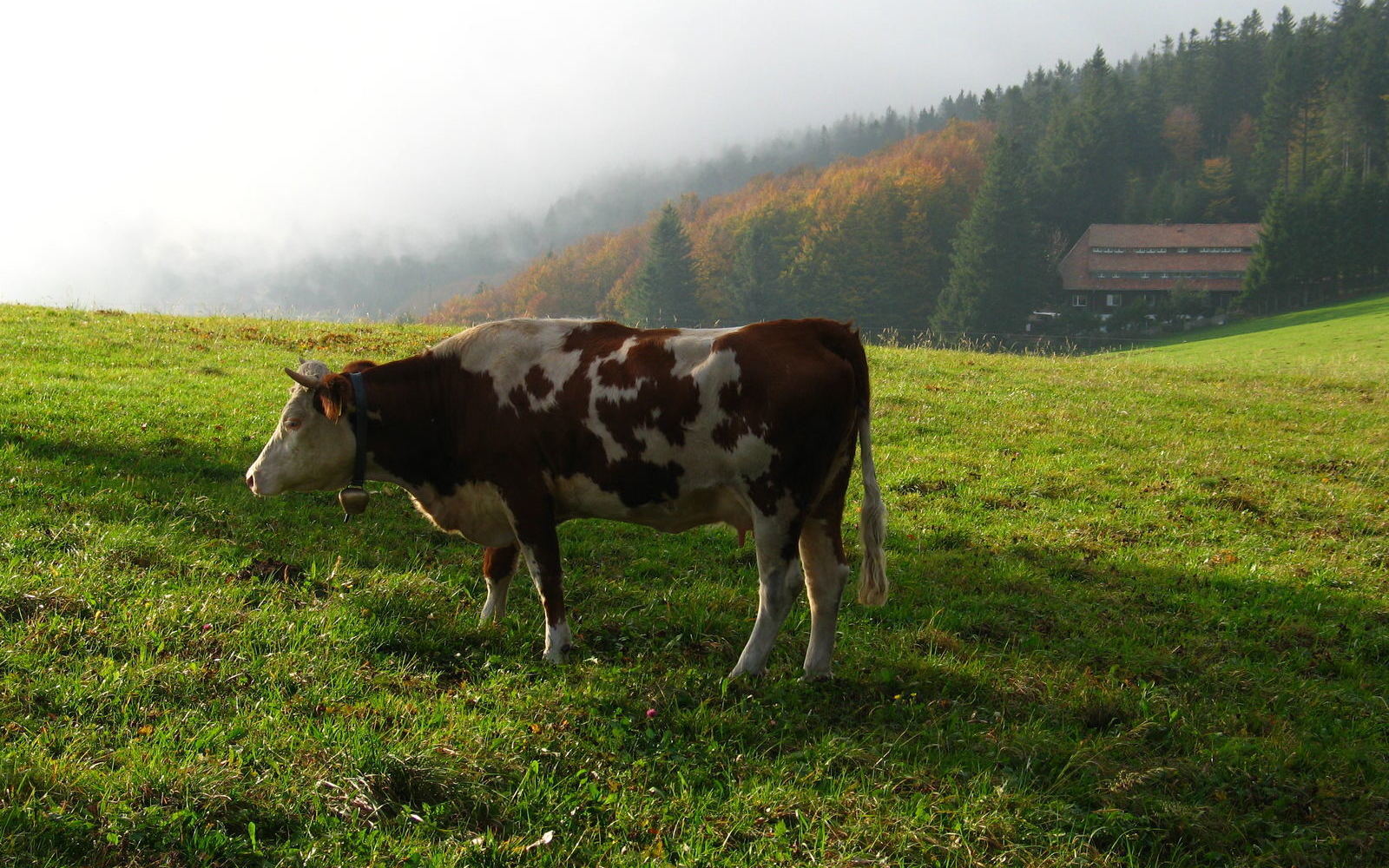 2006-10-13-Herbst-am-Schauinsl and-54