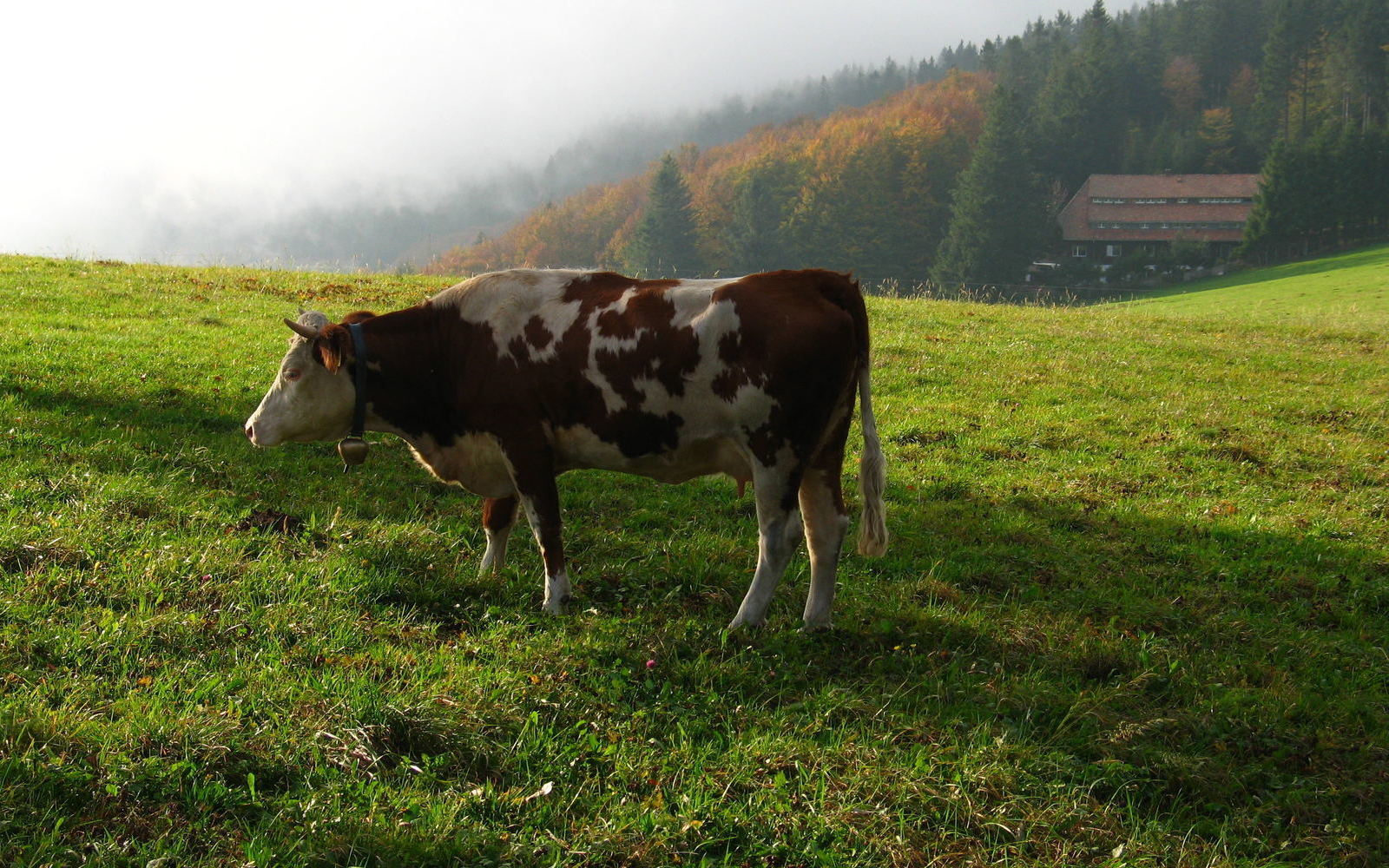 2006-10-13-Herbst-am-Schauinsl and-54